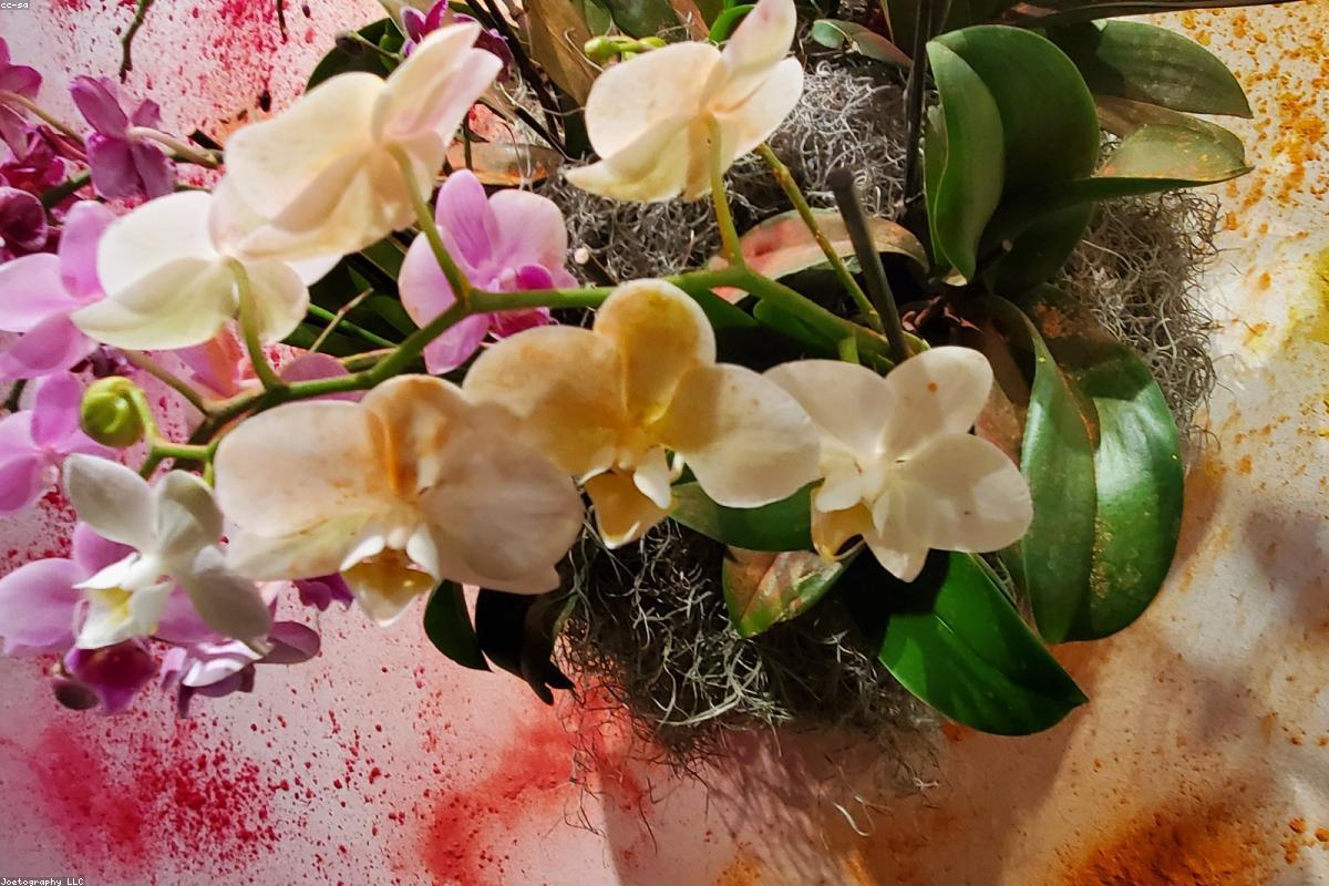Rangées de vivaces en fleurs cultivées en pépinière à Angers